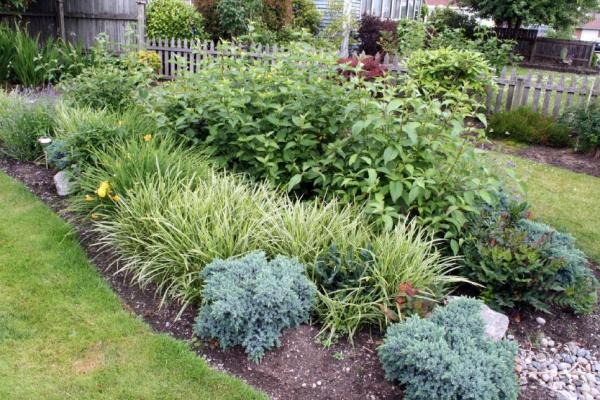 Image for event: Designing Rain Gardens with Native Plants