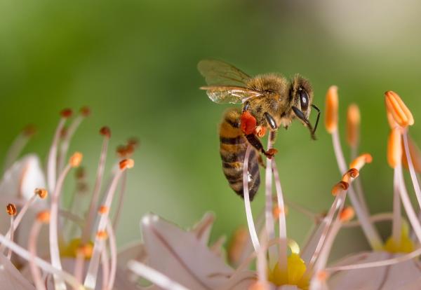 bee landing on flower